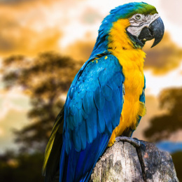 1_Festive-parrot